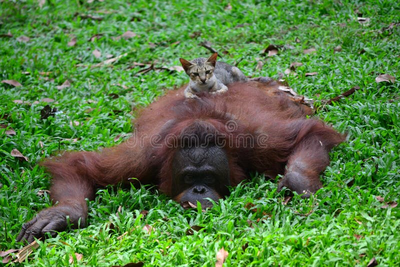 Singe Et Chat Jouant Ensemble Photo Stock Image Du Jouant Singe Singe Et Chat Jouant Ensemble Photo Stock Image Du Jouant Singe