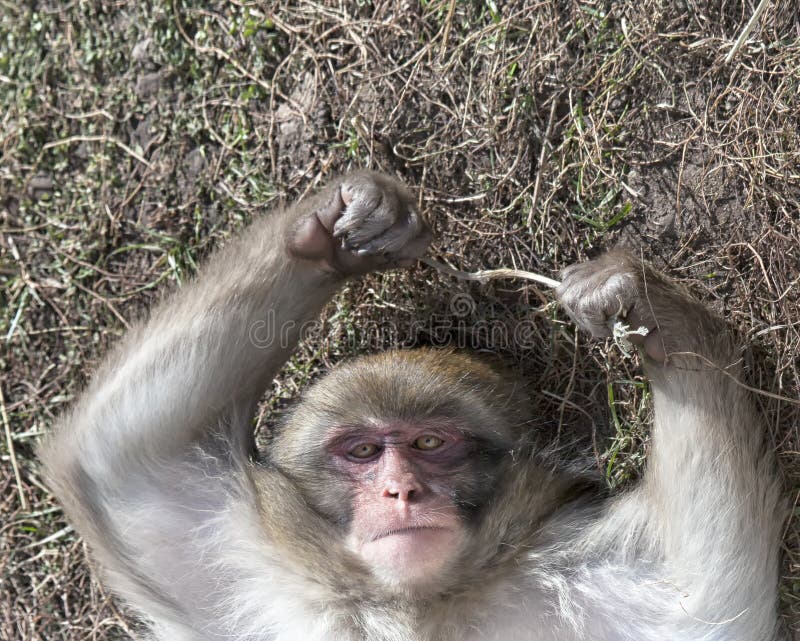 Singe japonais de neige photographie stock libre de droits Singe japonais de neige photographie stock libre de droits