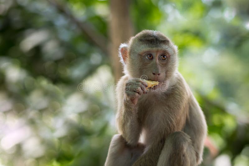 Singe mangeant le petit déjeuner image libre de droits