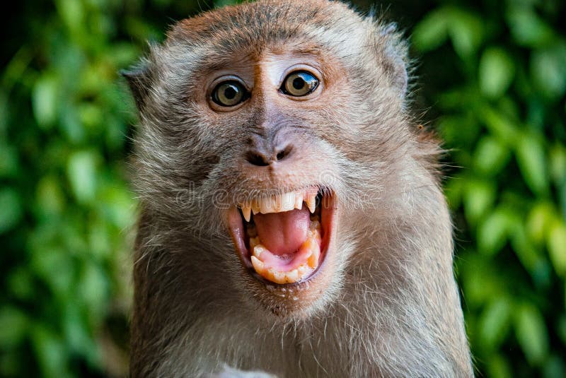 Singe prenant un selfie images stock