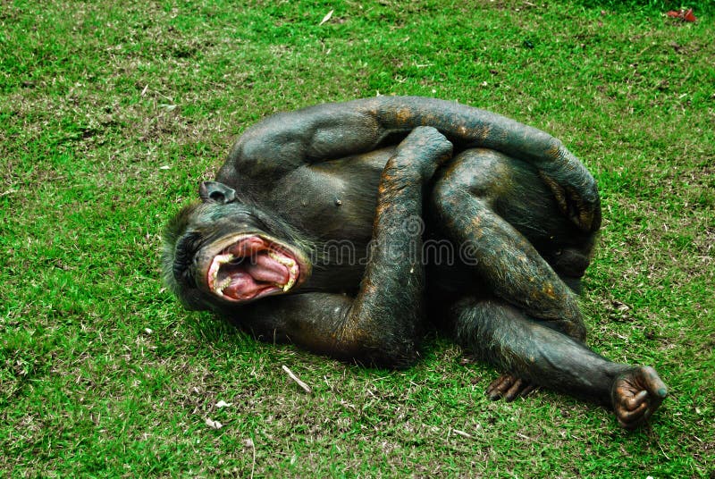 Singe riant images libres de droits