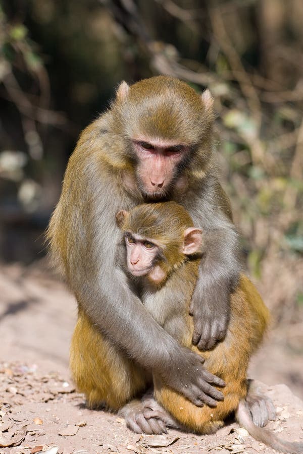 Singe sauvage image libre de droits
