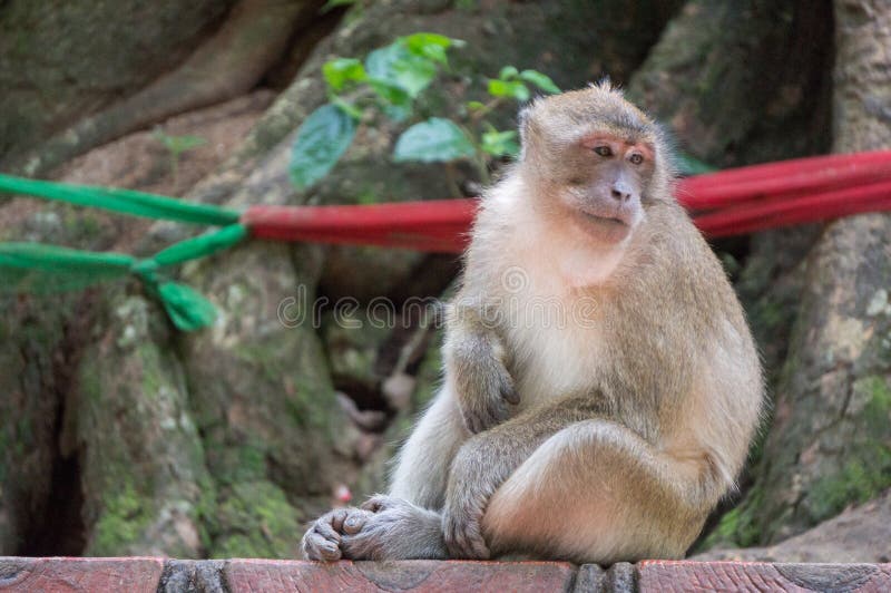 Singe semblant ennuyé tout en se grattant le ventre photos stock Singe semblant ennuyé tout en se grattant le ventre photos stock