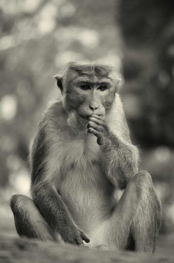 Singe sri-lankais dans Polonnaruwa photographie stock Singe sri-lankais dans Polonnaruwa photographie stock