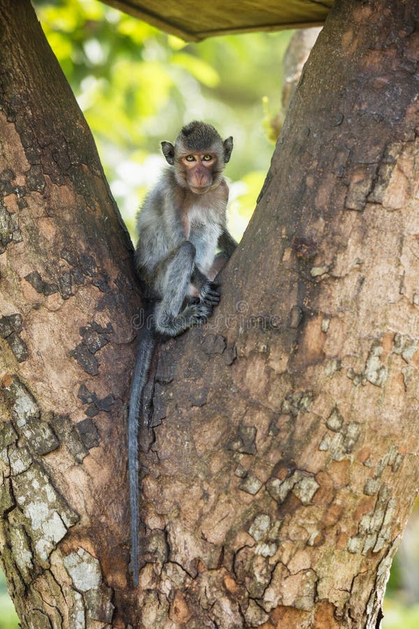 Singe sur un arbre photo stock. Image du clavette, forêt - 107919852