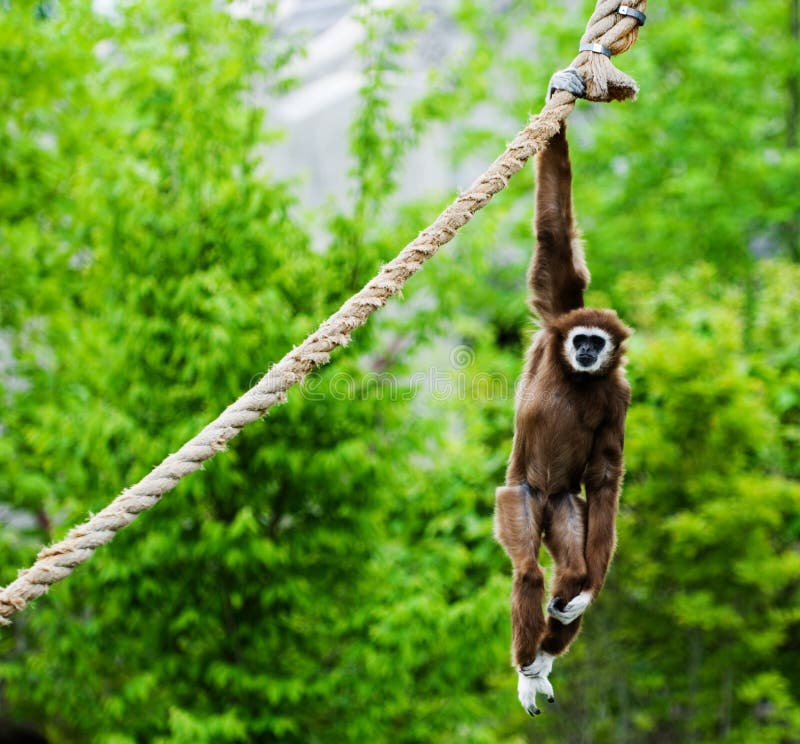 Singe traînant photo libre de droits