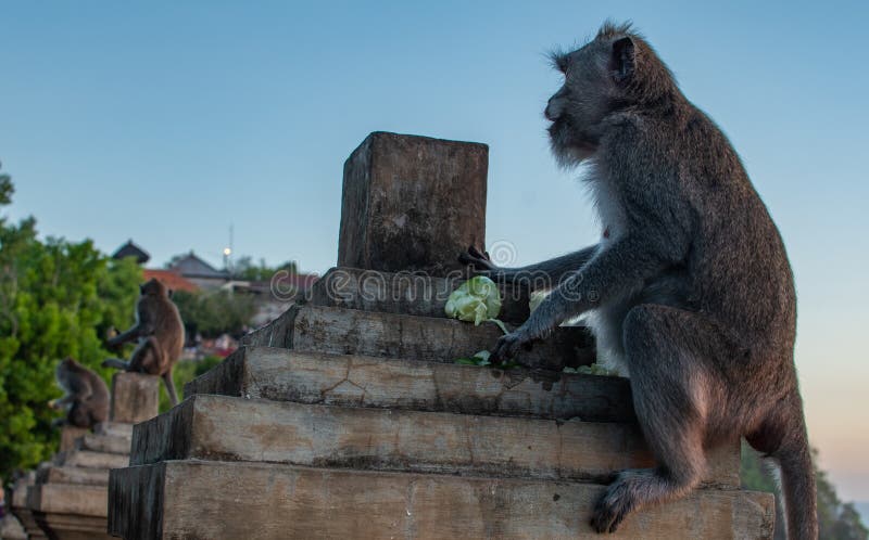 Singe trois sur des sièges de lever de soleil sur la barrière en pierre Coucher du soleil au temple d'uluwatu dans Bali du sud fa images libres de droits Singe trois sur des sièges de lever de soleil sur la barrière en pierre Coucher du soleil au temple d'uluwatu dans Bali du sud fa images libres de droits