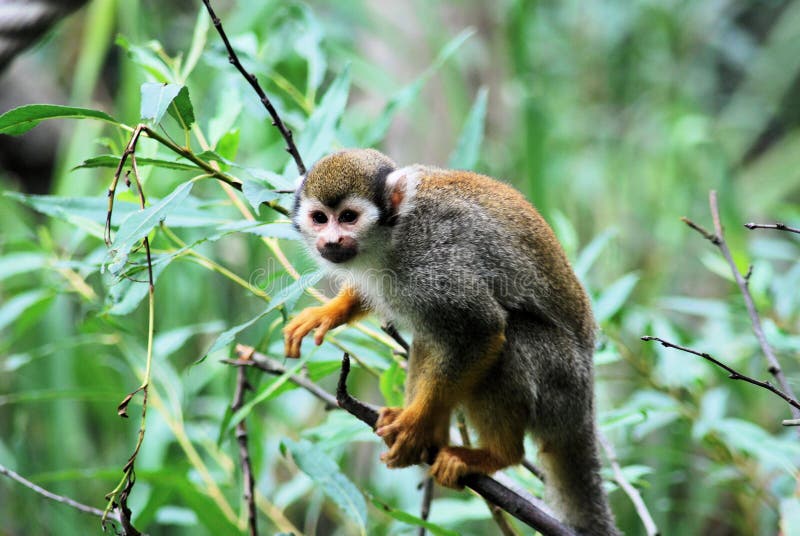 Singe-écureuil image stock