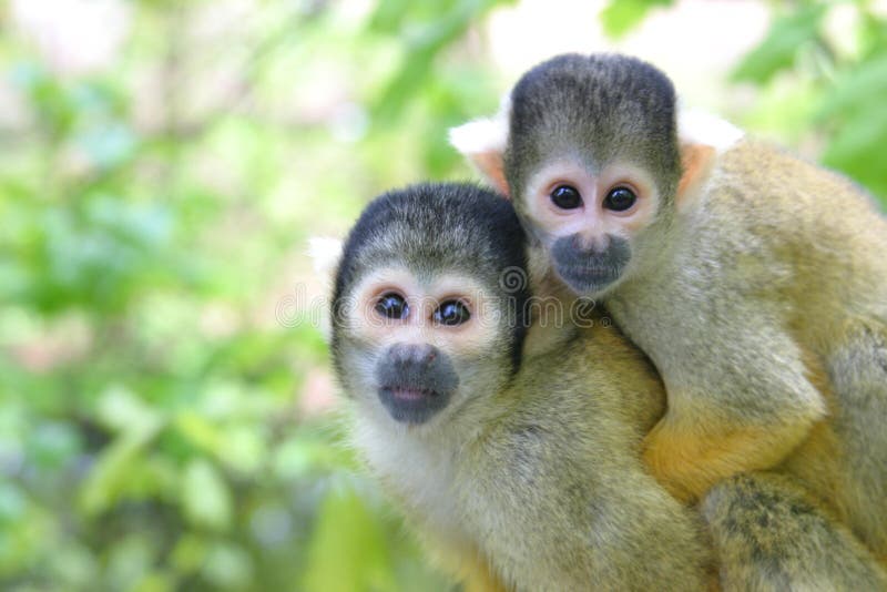Singe-écureuil images libres de droits