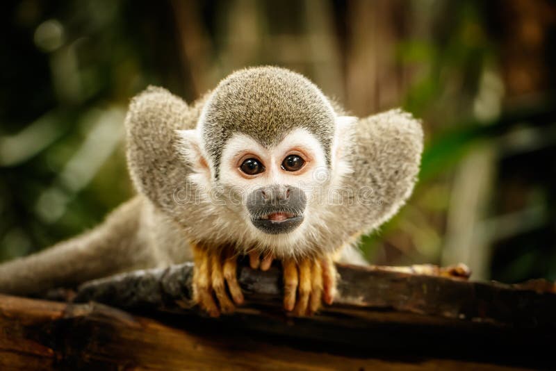 Singe-écureuil image libre de droits