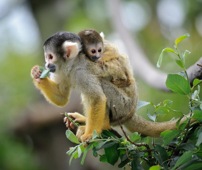 Singe-écureuil avec sa chéri photos libres de droits