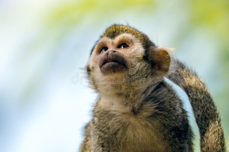 Singe-écureuil commun au zoo de Phoenix image libre de droits Singe-écureuil commun au zoo de Phoenix image libre de droits