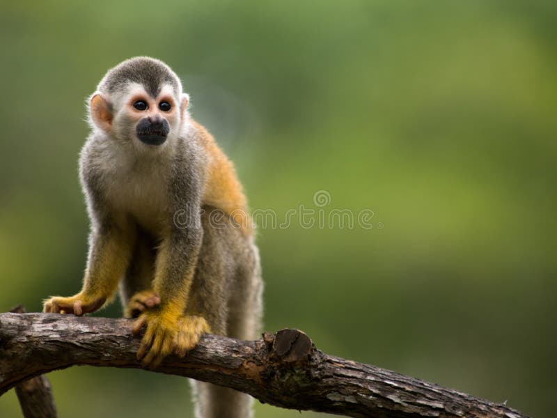 Singe-écureuil dans un branchement photo libre de droits