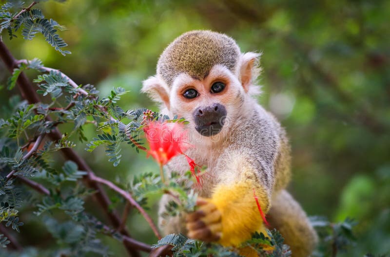 Singe-écureuil et fleur de bébé! photos libres de droits