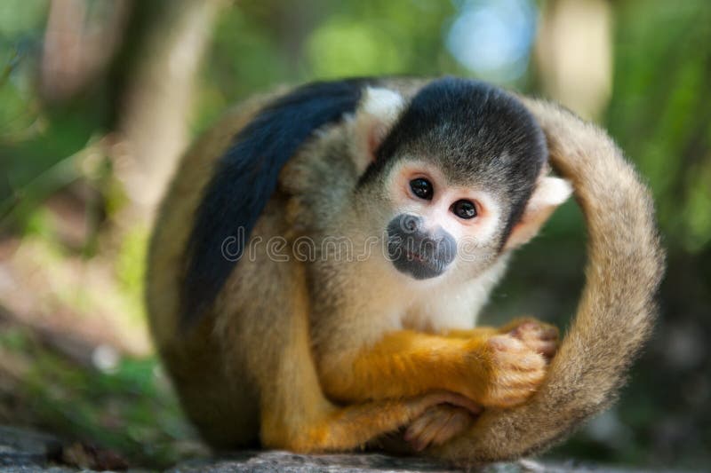 Singe-écureuil mignon image libre de droits