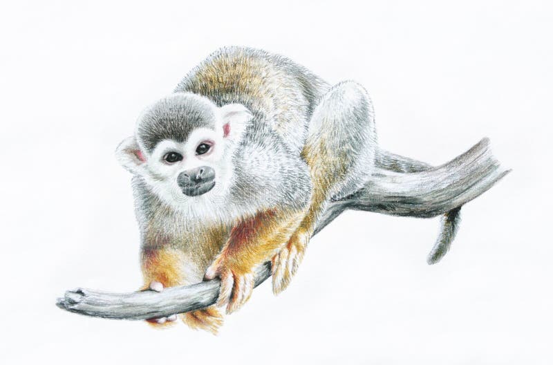 Singe-écureuil sur la branche, illustration animale de crayon de couleur de zoo image libre de droits