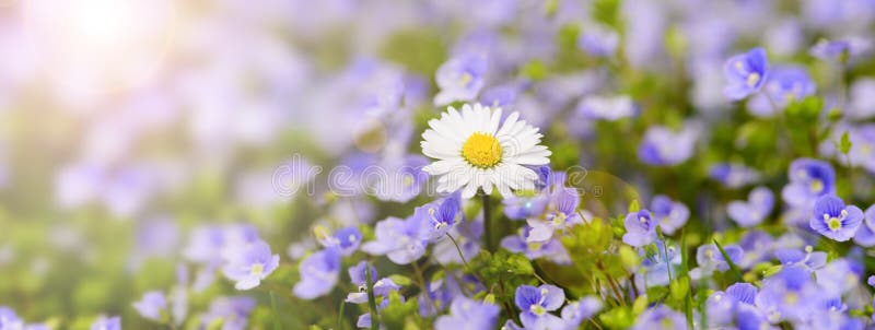 Singel daisy in flowerbed with sunrays at springtime