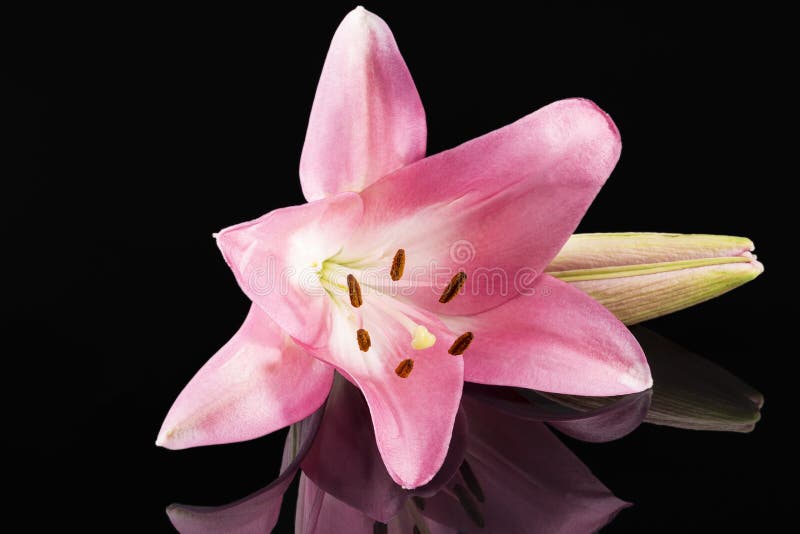 Singeln knackar blomman av den härliga rosa liliumen som isoleras på svart bakgrund arkivbild Singeln knackar blomman av den härliga rosa liliumen som isoleras på svart bakgrund arkivbild