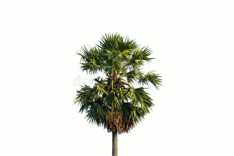 Singelpalmträd som isoleras på vitbakgrund fotografering för bildbyråer Singelpalmträd som isoleras på vitbakgrund fotografering för bildbyråer