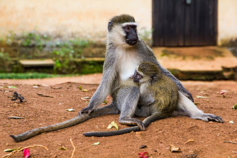 Singes de Vervet de mère et de bébé, Ouganda photo libre de droits Singes de Vervet de mère et de bébé, Ouganda photo libre de droits