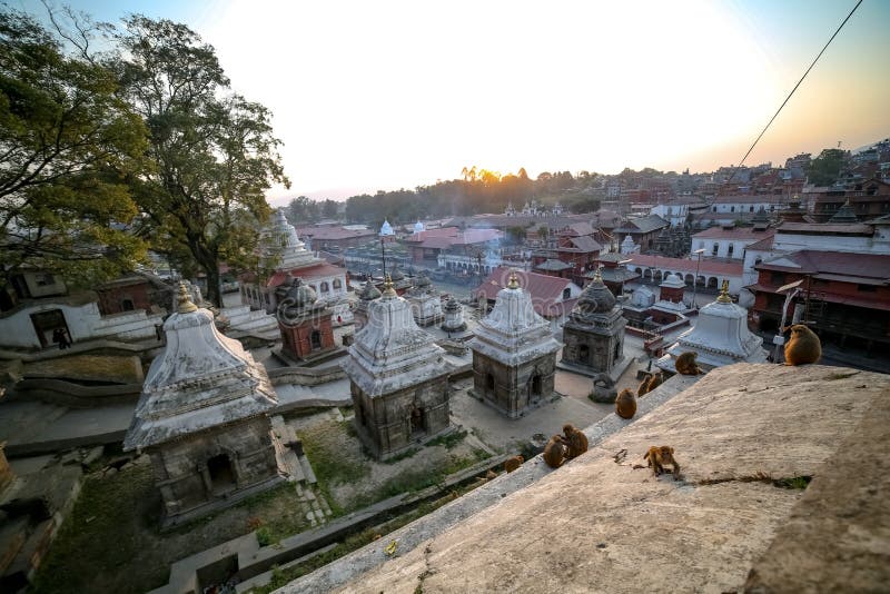 Singes et temple de Pashupatinath photo libre de droits Singes et temple de Pashupatinath photo libre de droits