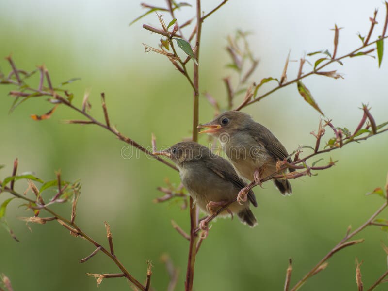 Singing Bird Enjoying Sunbathing Stock Image - Image of common, prinia ...