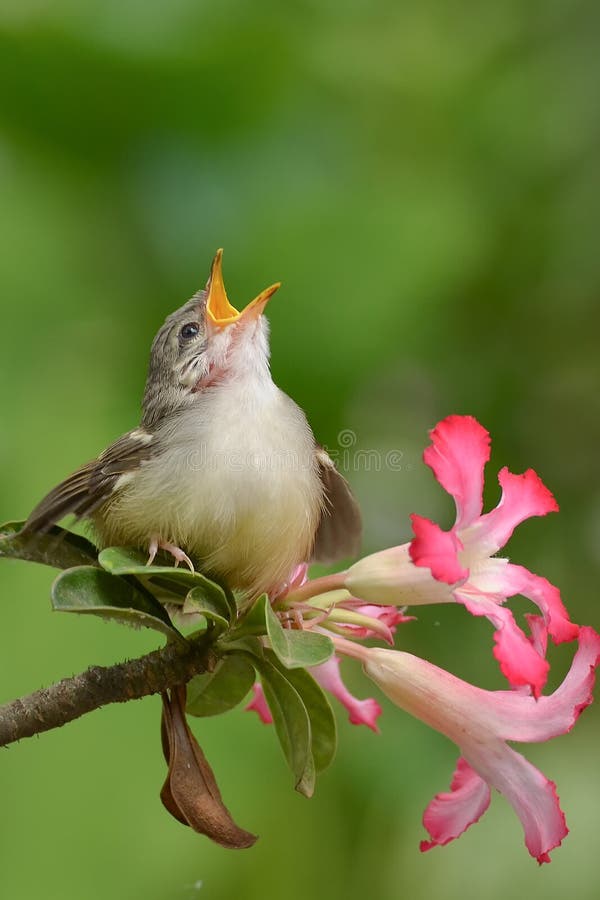 Singing bird