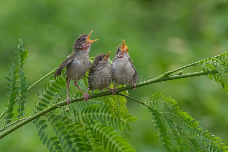 Singing bird stock image. Image of cute, spring, bluethroat 77812145