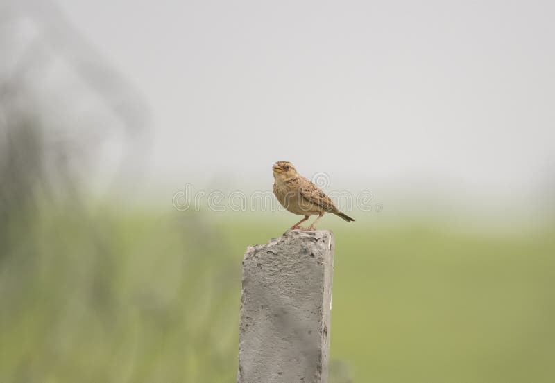 Singing Bushlark Perching on Concrete Post stock image