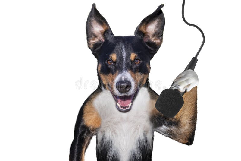 Singing dog with microphone, isolated on white