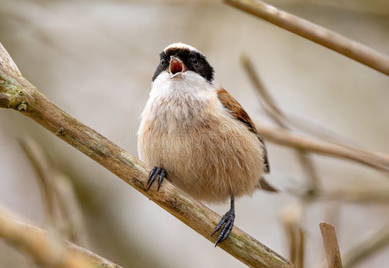 Singing Eurasian Penduline Tit Bird arkivbild