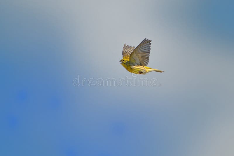 Singing European Serin Serinus serinus flying against the blue sky