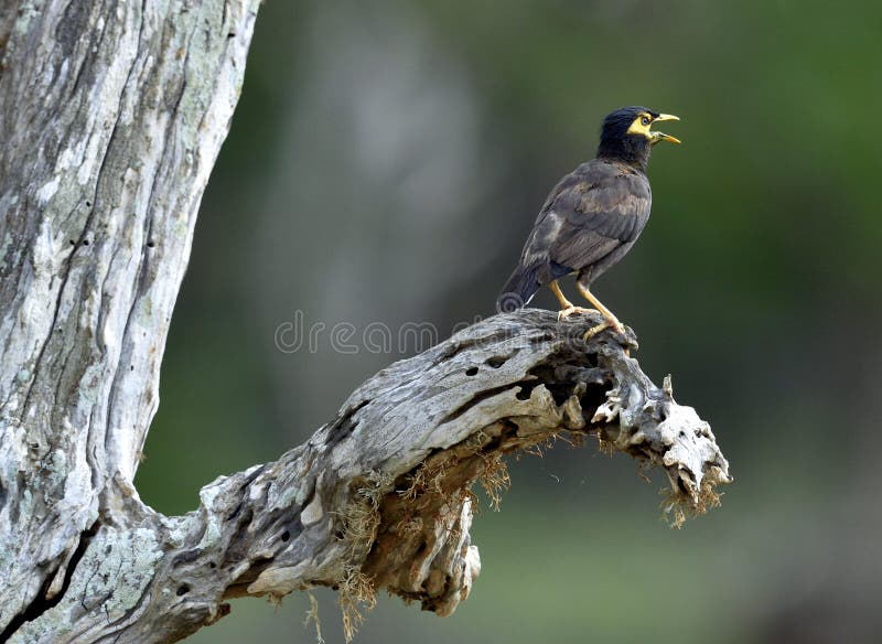 Pair Common Myna Birds Stock Photos - Free & Royalty-Free Stock Photos from  Dreamstime