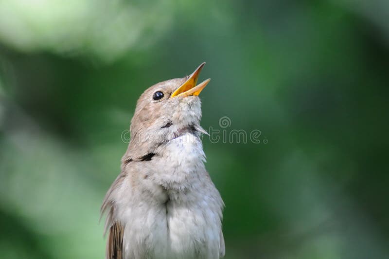 Singing Common Nightingale Stock Photo - Download Image Now