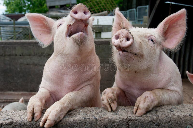 28,233 Pigs Stock Photos - Free & Royalty-Free Stock Photos from Dreamstime