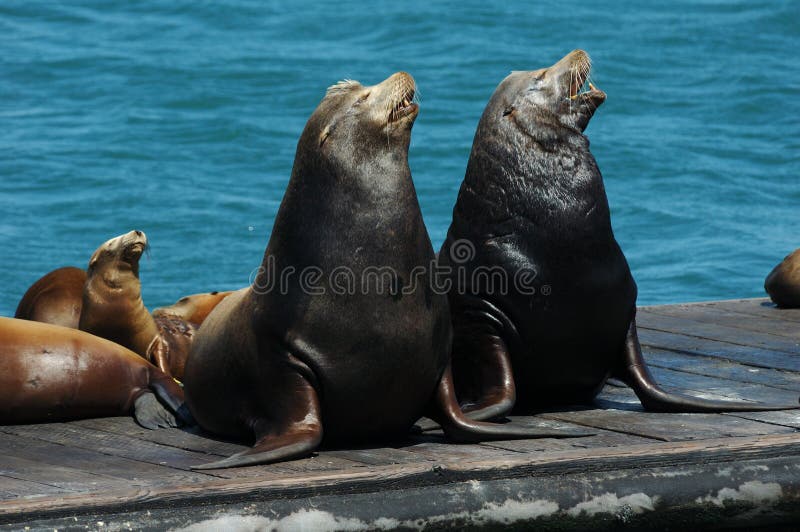 A pair of wild California Sea Lions and their pups sing together on a floating dock in the Pacific. A pair of wild California Sea Lions and their pups sing together on a floating dock in the Pacific.