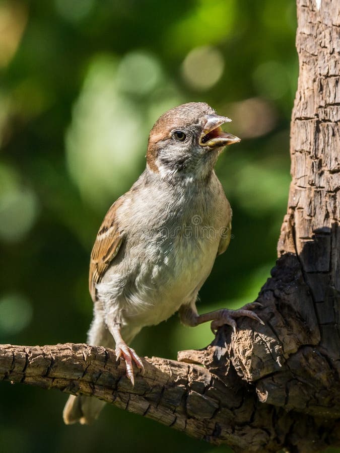 Singing tree sparrow