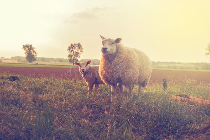 Singola adorabile bambino di agnello, con la sua orgogliosa madre nel campo, con un sole splendente di bellezza.