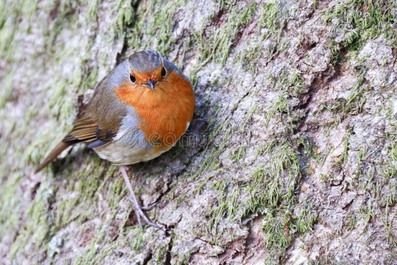 Single adult European Robin Erithacus Rubecula stock image Single adult European Robin Erithacus Rubecula stock image