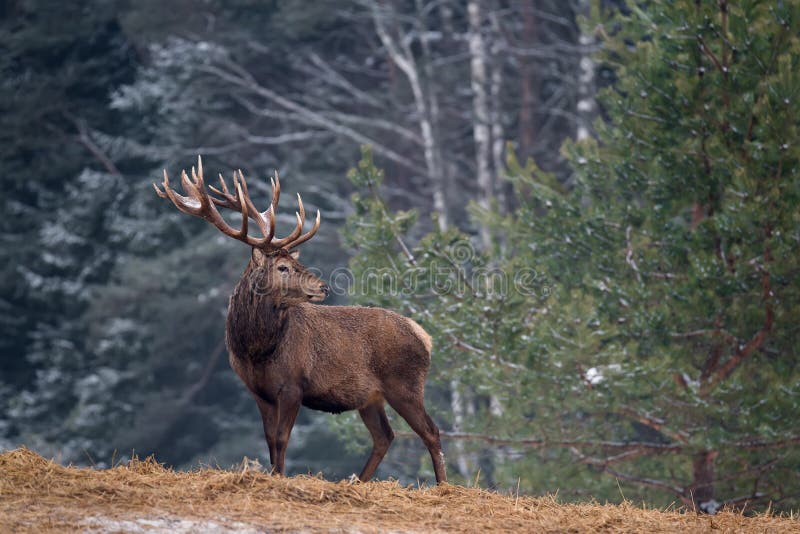 Single Adult Noble Red Deer With Big Horns, Beautifully Turned Head. European Wildlife Landscape With Deer Stag. Portrait Of Lonel