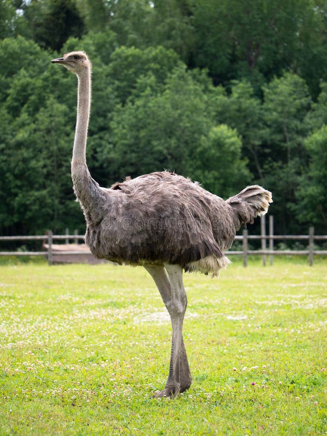 Single adult ostrich stands on a green meadow