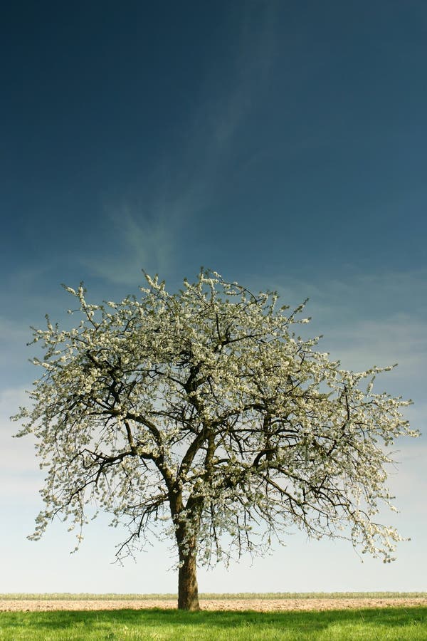 Măr unic stock photo
