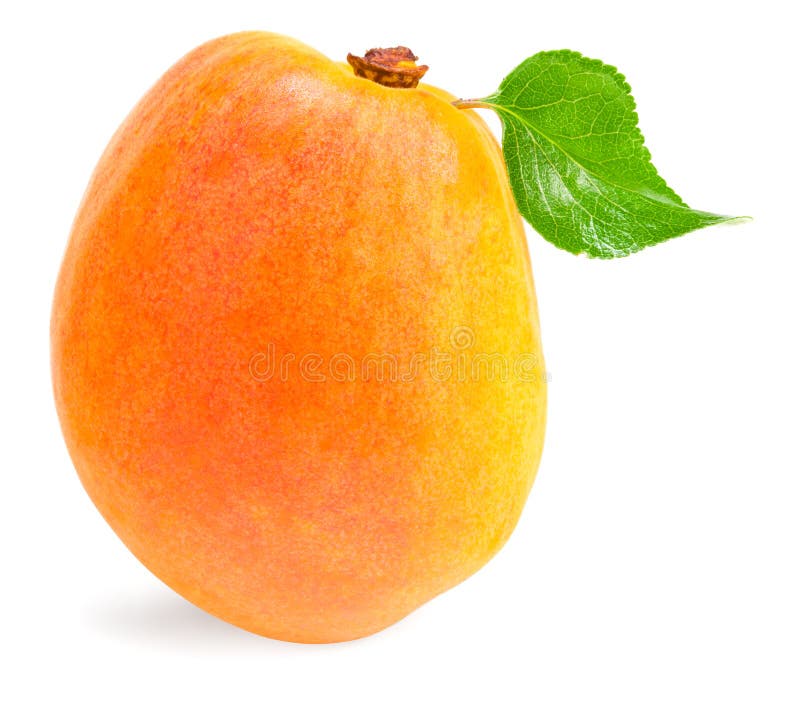 Single Apricot Fruit With Green Leaf Isolated On White Background. Full