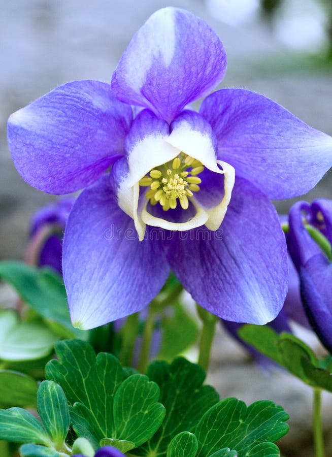 Closeup showing details of a single blue flower of Aquilegia flabellata Mini Star blooming in a garden in early spring with a blurred background. Also known as Aquilegia flabellata Blue Angel Common Name: Japanese Fan Columbine, Dwarf Columbine. Closeup showing details of a single blue flower of Aquilegia flabellata Mini Star blooming in a garden in early spring with a blurred background. Also known as Aquilegia flabellata Blue Angel Common Name: Japanese Fan Columbine, Dwarf Columbine