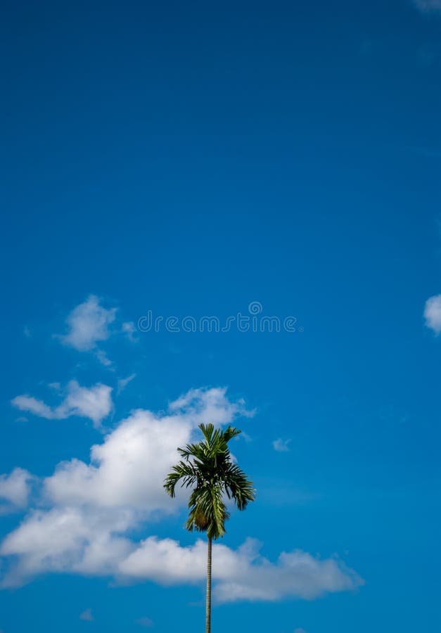 Areca tree with blue sky royalty free stock photos