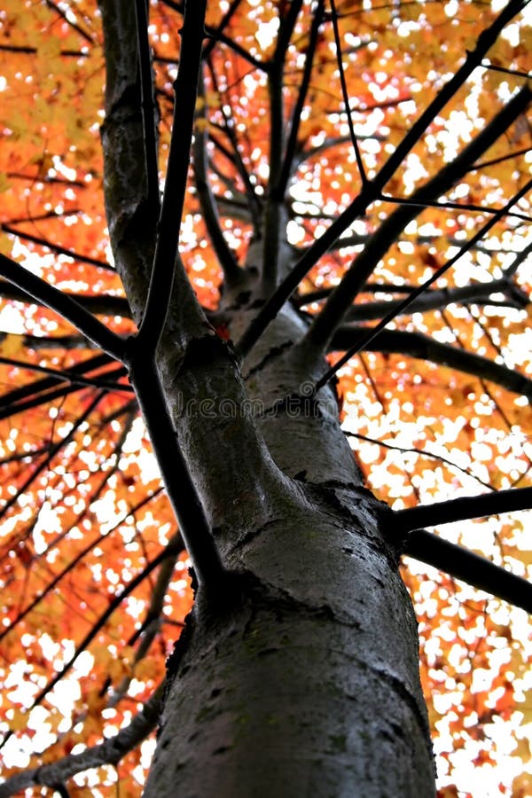 Single autumn tree