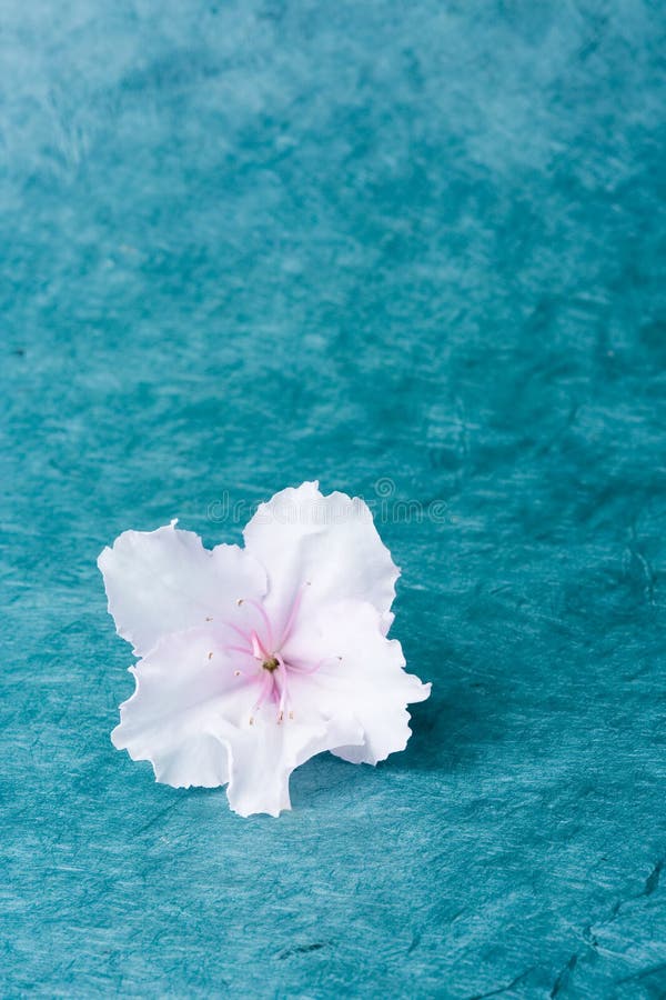 Single Azalea Flower, Turquoise Bground Stock Image - Image of azalea,  point: 1420809