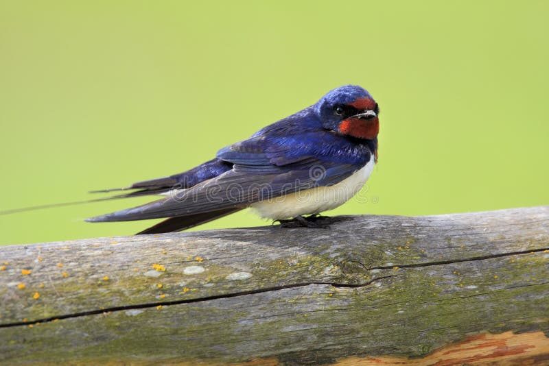 Single Barn swallow bird on a wooden fence stick