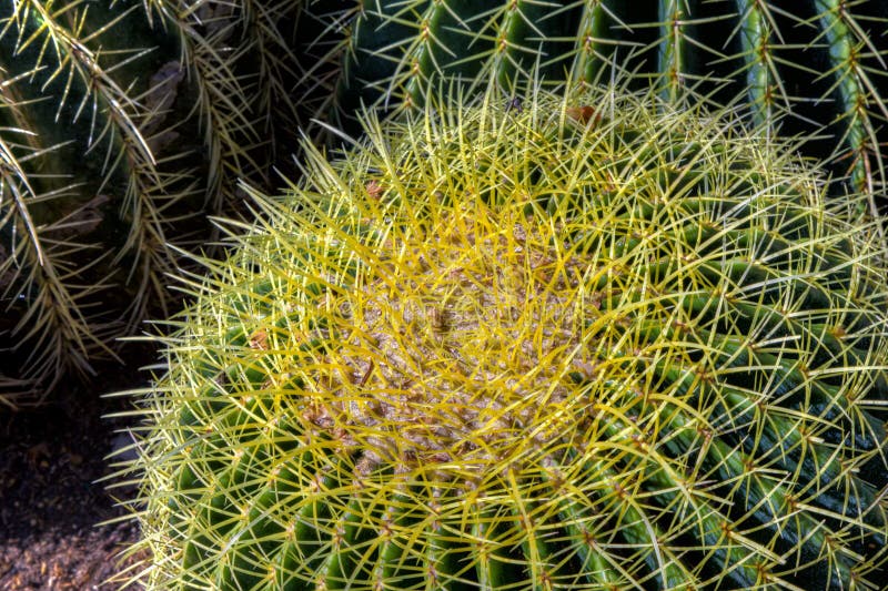 Single Barrel Cactus Close-up stock images