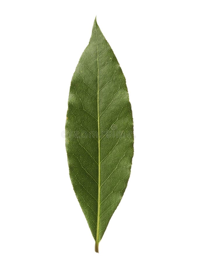 Single bay leaf isolated on white background